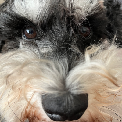 Helen Rees (@margo@toot.wales) - Tŵt Cymru | Toot Wales