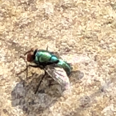 beakerman@toot.wales