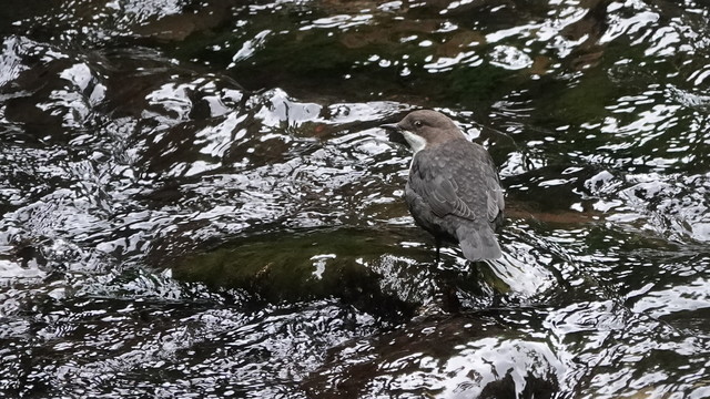 A dipper bird standing on a rock in a river, head turned to the left, its back to us. The bird is brown, with a white neck. The river is brown and lit by the sun.