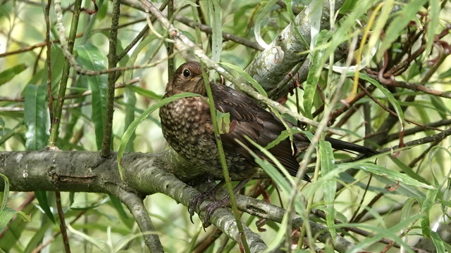 A bird (female blackbird?) perched on a branch among long grasses-like stems. It has a mottled light brown tummy, and darker other colouring.