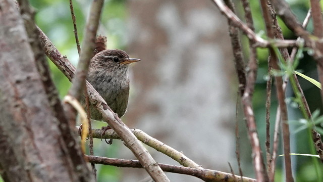 A very fluffy wren perched facing to the right among a mass of thin brown stems. It has a light brown and grey body, dark head, and sharp yellowish beak.