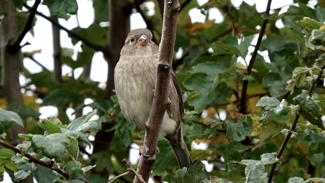 A female sparrow looking towards us, perched on a vertical branch in a green leafy tree. She is light brown, darker grey head, yellow beak, white undercarriage and dark brown wings and tail.