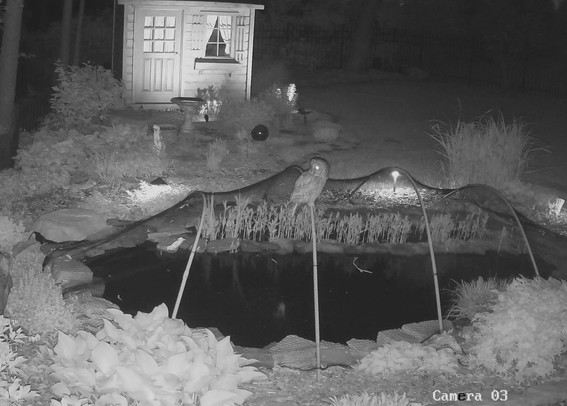 Nighttime infrared image of an owl roosting on a pond net pole.  Owl is looking toward the camera causing its eyes to glow.  Garden surrounding the pond.  Garden shed in the background.