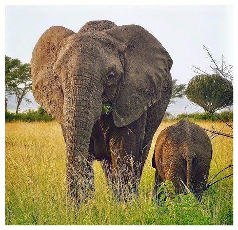This is a colour photo of a momma and baby elephant standing side by side. The baby has its cute little back end to the camera while the momma has a mouth full of green foliage. The caption to the photo is baby’s best side. As photographed in Queen Elizabeth National Park, Uganda