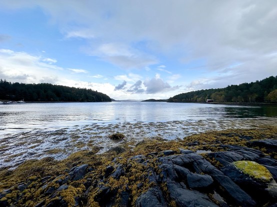 This image depicts a serene coastal landscape. There is a wide body of water under a partial cloudy sky, with a stretch of rocks in the foreground covered with yellowish seaweed. The background includes lush, tree-covered landmasses extending into the distance, suggesting the location is either a lake with islands or a sheltered sea inlet. The lighting and clouds indicate it may be either early morning or late afternoon, contributing to the tranquil and slightly overcast atmosphere of the scene.