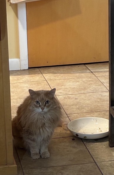 A long haired orange tabby called Henry watches as we eat dinner. He has white fur around his pink nose. His eyes are green. He is very, very, shy. The dog bowl next to him is empty. This disappoints Henry. He is very handsome.