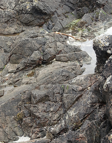 A view of a dark rocky shore outcrop with a small rock pool and some dead seaweed. Concealed in this view are three small, superbly camouflaged birds.