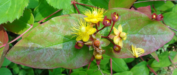 Beautiful yellow flowers, with red sepals, against mottled green/red leaves.