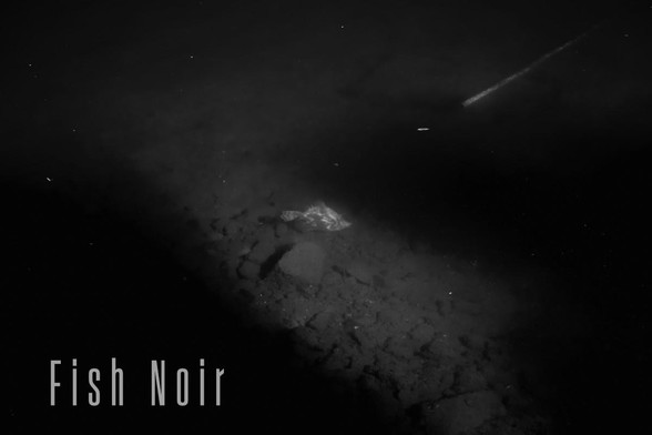 A high contrast image of a large ornately patterned fish in shallow water illuminated in a narrow patch of sunlight, while al around it is deep shadow. The terrain over which the fish is swimming is made of pieces of stone, concrete, and broken bricks. There is a discarded narrow gauge pipe disappearing into the gloomy depths. The image carries the title of the book “Fish Noir” in a tall, thin Art Deco evoking typeface.