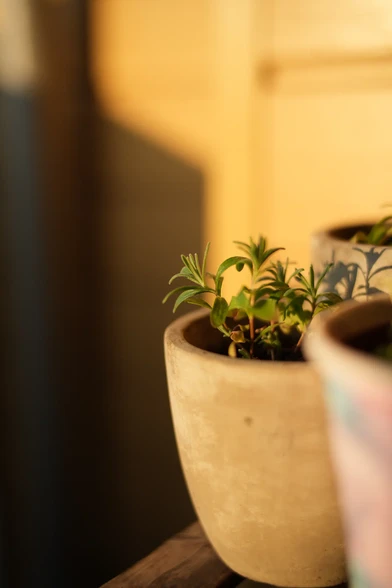 cute lil green plant in a pot. it's lit by a sunset.