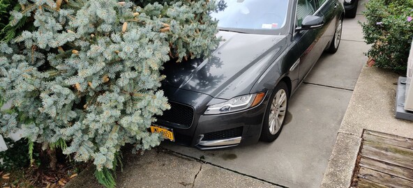 A tree fallen on a car