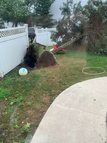 A fallen tree