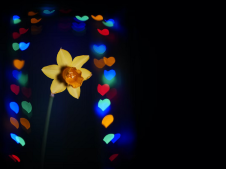 A daffodil surrounded by multicoloured hearts