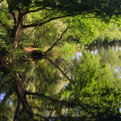 Trees by still water. Brown trunks and green leaves reflected.