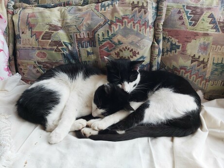 Dwy gath ddu a gwyn yn cysgu. Two black and white cats sleeping.
