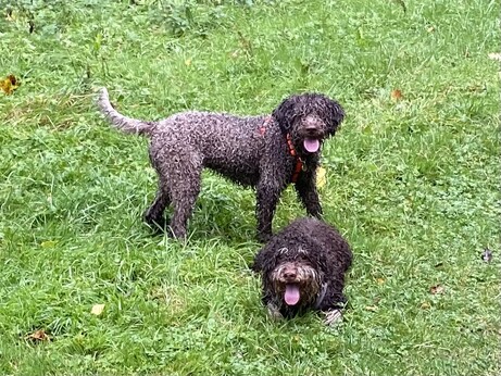 Two wet dogs on a walk.