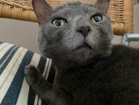My cat, smokey