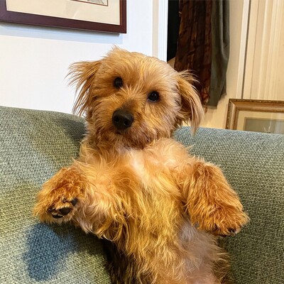 Hamish the dog sitting up on his back legs