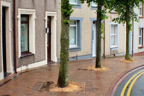 a Holyhead residential road lined with trees, sopping wet and glistening from the rain. don't believe what they say about the town's pebbledash. it adds character