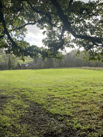 Open field