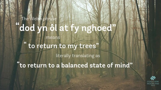 The Welsh phrase - "dod yn ôl at fy nghoed" means "to return to my trees", literally translating as "to return to a balanced state of mind"

A person walking through an antient woodland.