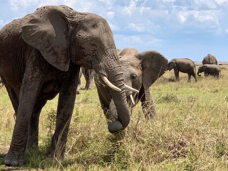 A herd of elephants on the Kenyan plains