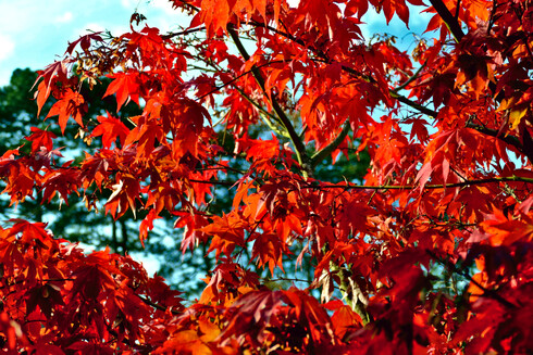 A close-up picture of the branches and leaves of a japanese maple tree in the grounds of Insole Court, Llandaff in Cardiff, Wales.  As it is autumn the leaves are a bright scarlet red, against a background of evergreen trees and a pale blue sky.