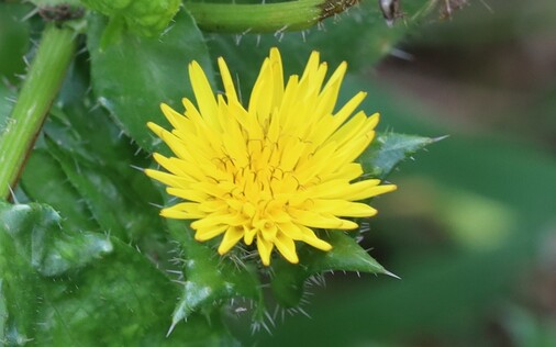 A yellow flower shaped like a small dandelion, surrounded by prickly leaves.