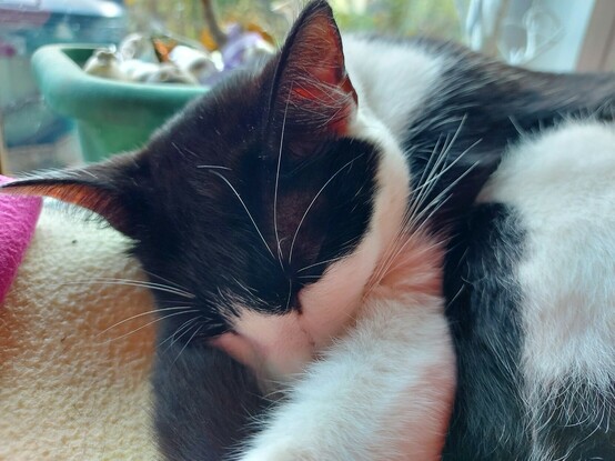 Tali cat resting on sofa mid week