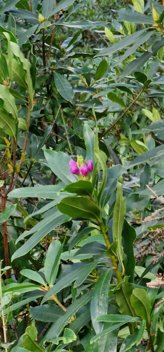 Rhododendron Plant with thick green leaves a 4 purple buds looking ready to open into flowers
