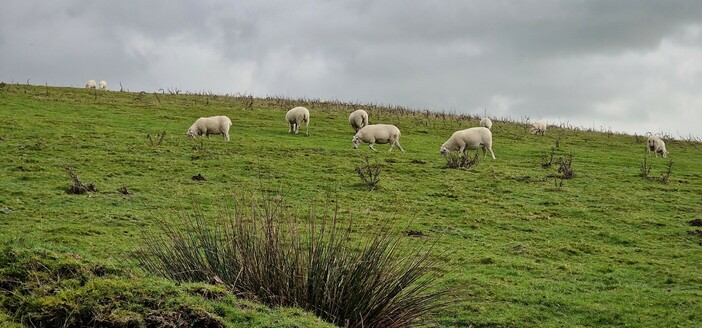 small flock of sheep on a green hillside under a dark grey sky