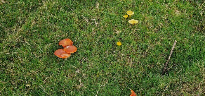 2 species of fungi growing close together out of green pasture. On the left are 3 round, orange/brown examples of 1 species. On the right are 3 smaller, Golden/yellow examples of a different species