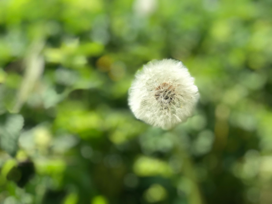 Picture of a dandelion on a green background.