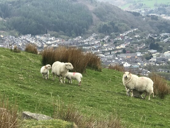Defaid / sheep