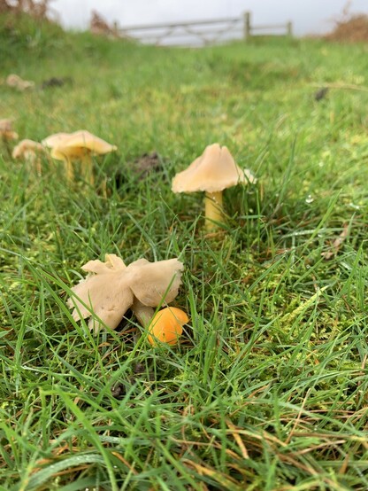 Mushrooms