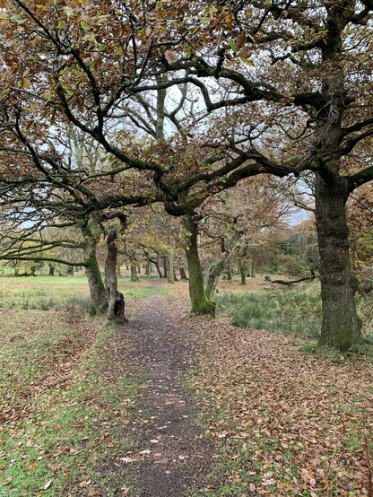 Old oak trees