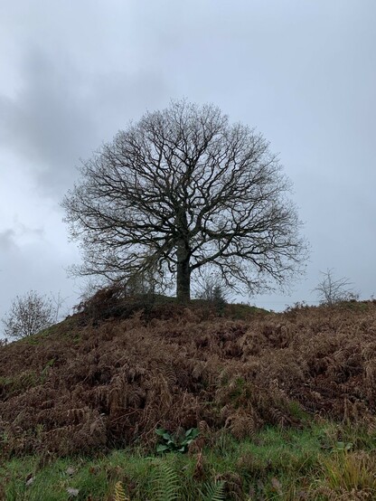 Lone tree on a hill