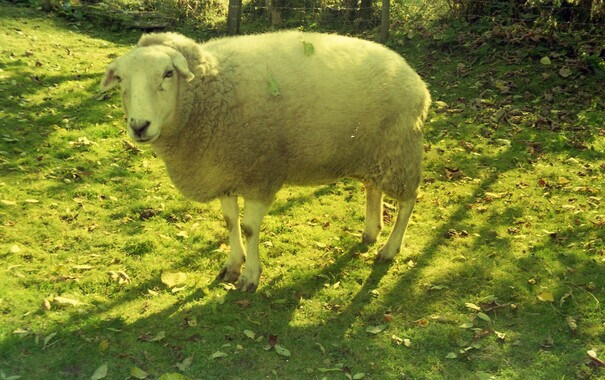 Molly, a pretty sheep with a couple of leaves in her wool, in autumn sunshine, in Cwmcych, Wales.