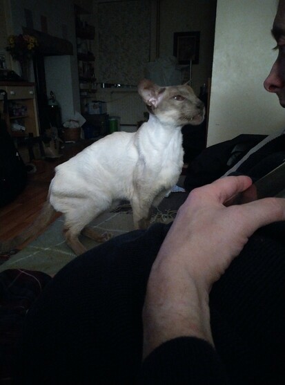 Hungry Siamese miaowing with menaces