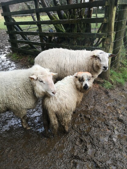 Panda looking a bit wet and bedraggled, with Skippy on one side of him and Brambles on the other.