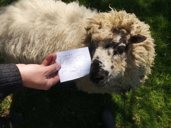 Panda examining a letter he received from an adoring fan.