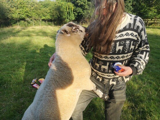 Panda jumping up on me like a large woolly puppy. His head is nearly up to my shoulder as he stands on his hind legs.