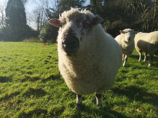 Panda looking newly fluffy, with a few of the other boys behind him, on a nice sunny day.
