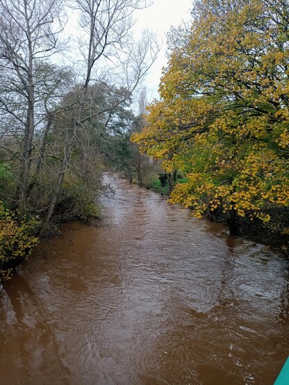A muddy brown river with autumnal trees overhanging 