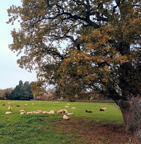 A field with a flock of sheep lying down. At the front of on the right is an oak tree with autumn leaves. 