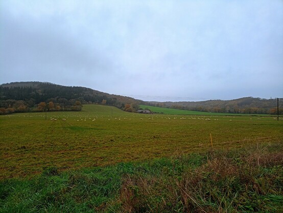 Green fields with sheep and hills in the distance under a cloudy sky. 