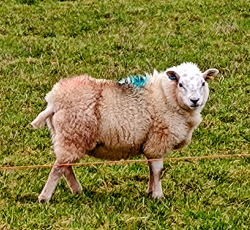 A close up side view of a sheep in a field. The sheep's head is facing towards the camera. 