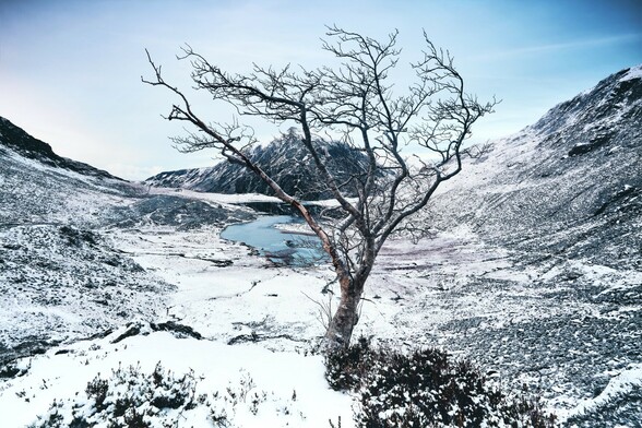 A lone tree stands in the snow above Cwm Idwal. It is winter, the landscape is white with snow and ice. The mountain, Pen Yr Ole Wen can be seen in the background through the branches of the tree. 