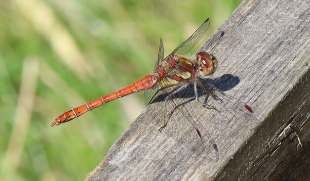 A red dragonfly sat on a wooden post. 