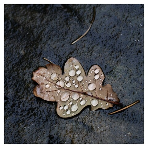 A  colour photo. An oak leaf in autumn colours lies on the ground. The leaf is covered in tiny water droplets. 